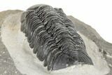 Detailed Austerops Trilobite - Visible Eye Facets #189834-4